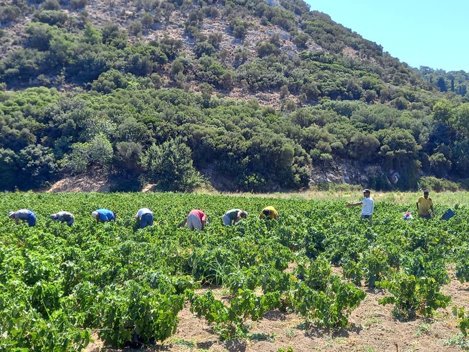 Πρόγραμμα για «Νέους Αγρότες» με δελεαστικούς όρους για το 2024