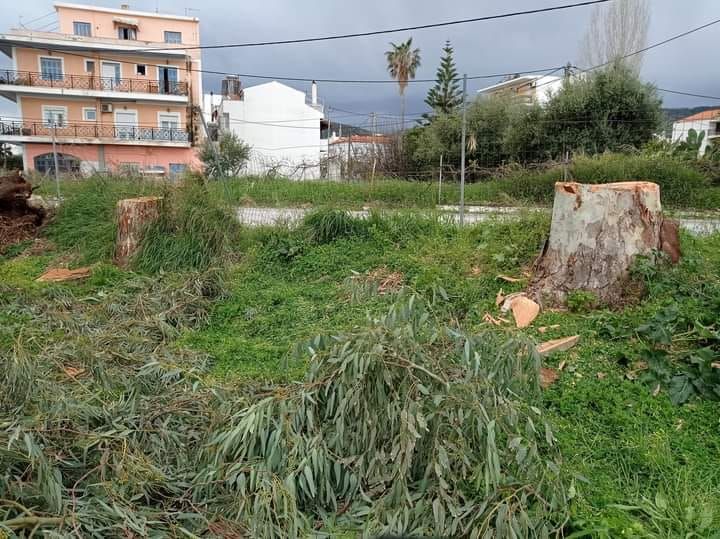 "Ο Δήμος Ανατολικής Σάμου  δεν έχει καμία σχέση με την κοπή των δέντρων στο Ηραίον"