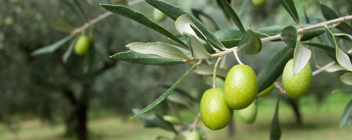 ΠΑΣΟΚ:  Να δοθεί αποζημίωση για την απώλεια παραγωγής της ελιάς