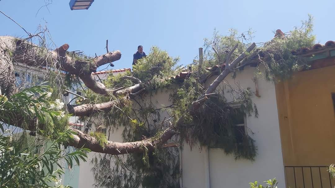 Πυθαγόρειο:Ξεριζώθηκε πεύκο, ευτυχώς χωρίς τραυματισμούς