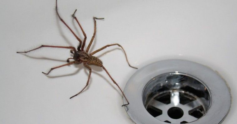 Πώς να βάλετε τέλος στις αράχνες στο σπίτι
