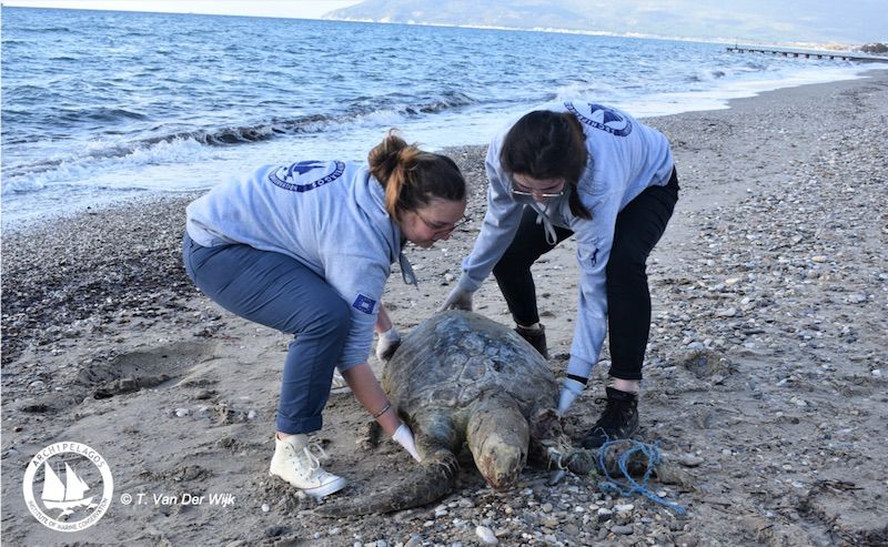 Σπάνια είδη νεκρά στις ακτές του Αιγαίου