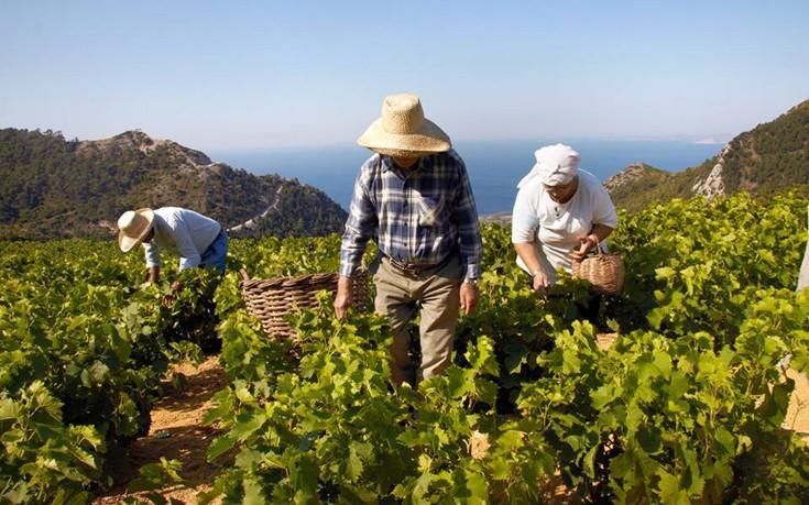 Υποβολή της ηλεκτρονικής δήλωσης συγκομιδής στον Ε.Ο.Σ. Σάμου